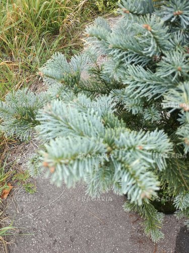 Hegységi jegenyefenyő Compacta, Abies lasiocarpa 20 - 60 cm, kont. 3l