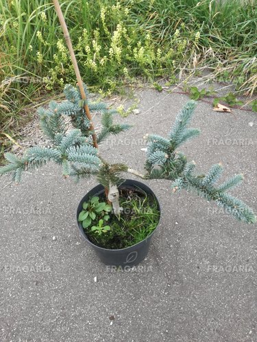 Nemes jegenyefenyő Glauca,  Abies procera 30 - 40 cm, kont. 3l