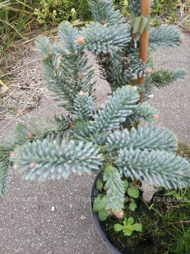 Nemes jegenyefenyő Glauca,  Abies procera 30 - 40 cm, kont. 3l