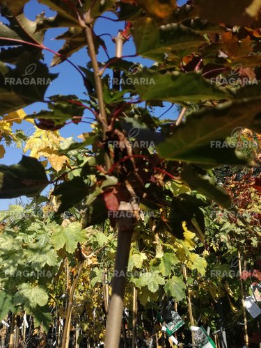 Korai juhar Black Maja, Acer platanoides 150 - 180 cm, kont. 5l