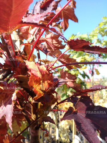 Korai juhar Black Maja, Acer platanoides 150 - 180 cm, kont. 5l