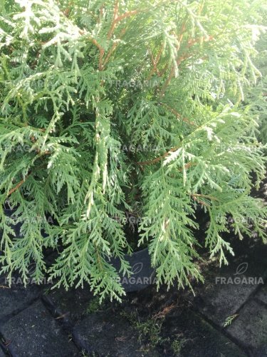 Nyugati tuja Globosa,  Thuja occidentalis, 30 – 50 cm, kont. 3l