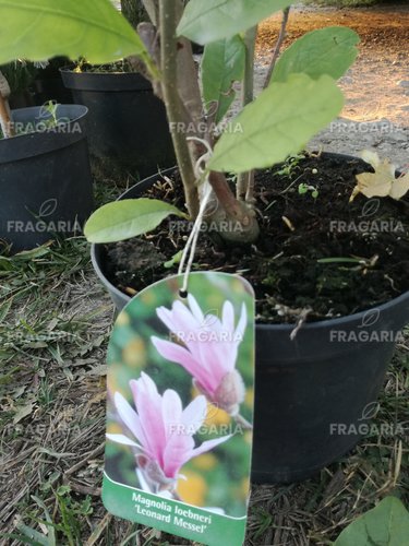 Magnolia x loebneri  Leonard Messel Magnolia x loebneri  40 - 50 cm, kont. 3l