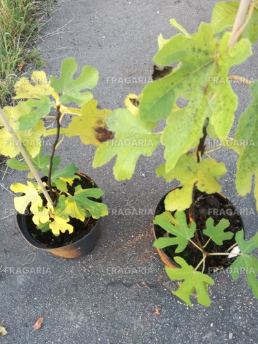 Közönséges füge Brown Turkey, Ficus Carica, 130 – 180 cm, kont. 5l