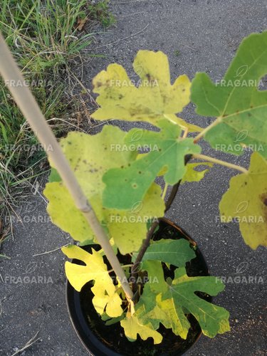 Közönséges füge Brown Turkey, Ficus Carica, 130 – 180 cm, kont. 5l