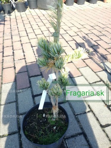 Japán selyemfenyő Fukai, Pinus parviflora, kont. C3 ,30-40 cm