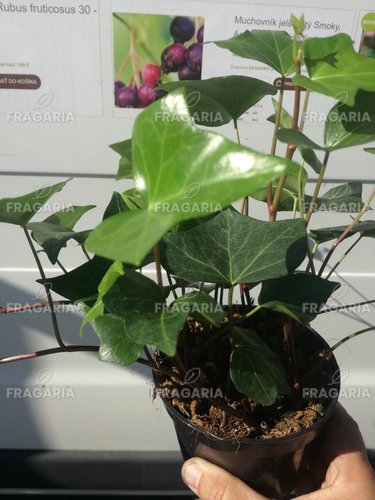 Borostyán, Hedera helix 20 cm, kont. 0,5l