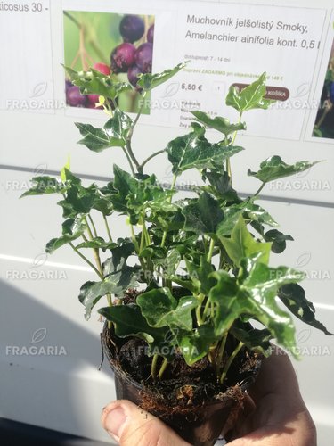 Borostyán, Hedera helix 20 cm, kont. 0,5l