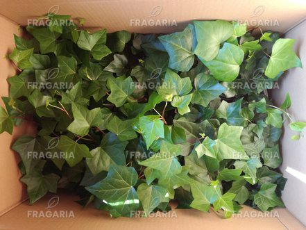 Borostyán, Hedera helix 20 cm, kont. 0,5l