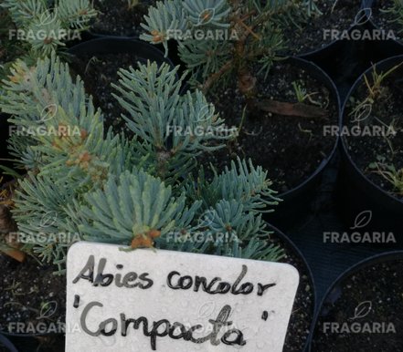 Hegységi jegenyefenyő Compacta, Abies lasiocarpa 20 - 60 cm, kont. 3l