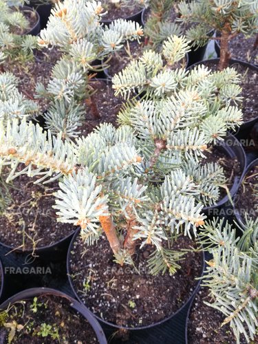 Hegységi jegenyefenyő Compacta, Abies lasiocarpa 20 - 60 cm, kont. 3l