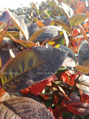 Fekete berkenye , Aronia x prunifolia Nero kont. 3l