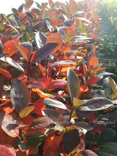 Fekete berkenye , Aronia x prunifolia Nero kont. 3l