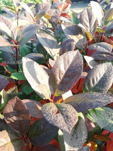 Fekete berkenye , Aronia x prunifolia Nero kont. 3l
