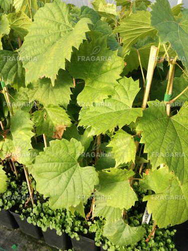 Bortermő szőlő Frontenac, Vitis vinifera, kont. 1 l