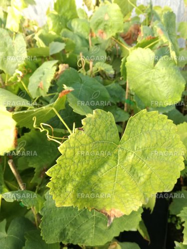 Bortermő szőlő Swenson red, Vitis vinifera, kont. 1 l
