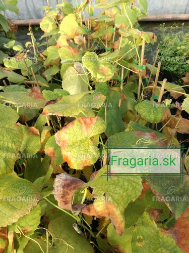 Bortermő szőlő Glenora, Vitis vinifera, kont.1l