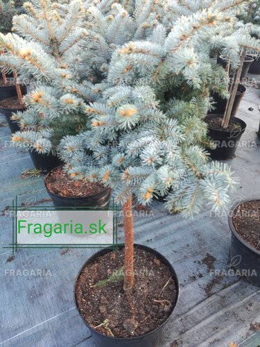 Ezüstfenyő  Glauca Globosa, Picea pungens 30 - 35 cm, kont. 3l