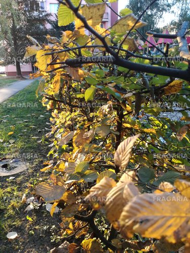 Közönséges gyertyán, Carpinus betulus 60 - 70 cm, kont. 2l
