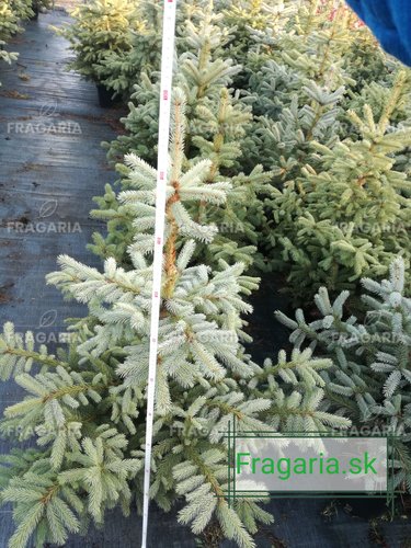 Ezüstfenyő, Picea pungens 100 - 120 cm, kont. 13l