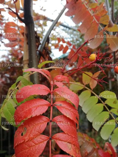 Madárberkenye, Sunshine, Sorbus aucuparia, 190 – 240 cm, kont. 5l