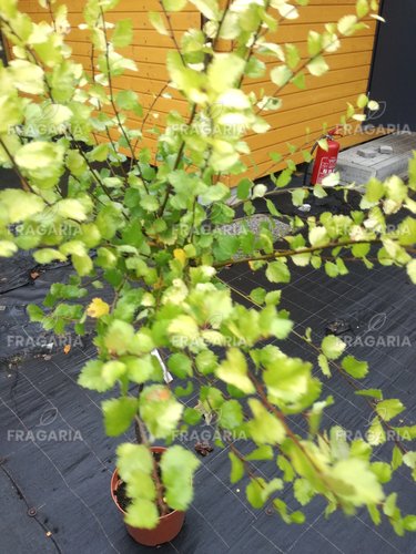 Molyhos nyír Golden Treasure’ ®, Betula nana , kont. C3, 30-40 cm