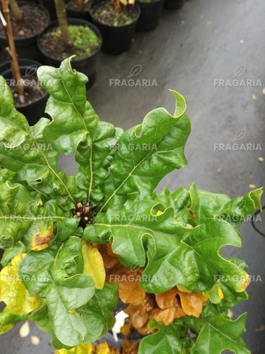 Csertölgy Curly Head, Quercus cerris, kont. C3, 60-70 cm