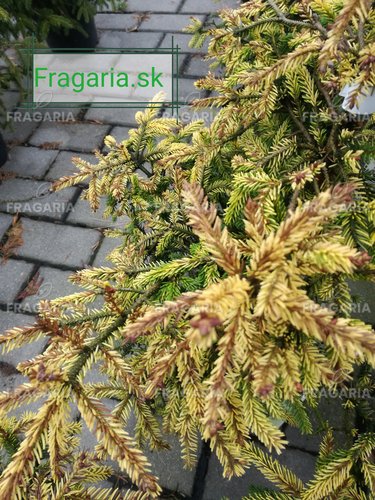 Keleti luc Skylands, Picea orientalis 40 - 45 cm, kont. 3l