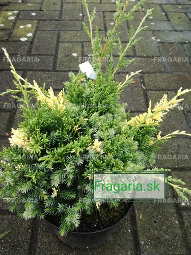 Kínai boróka Kaizuka Variegata, Juniperus chinensis, 20 – 30 cm, kont. 3l
