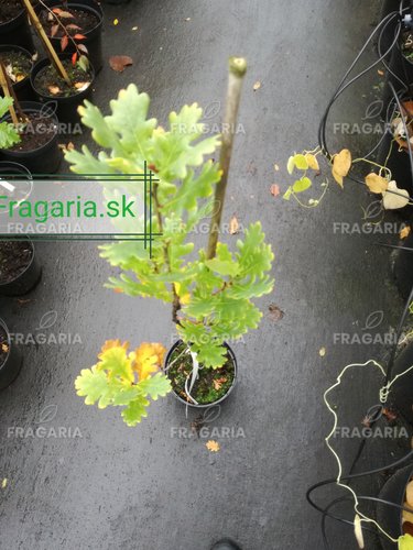 Oszlopos kocsányos tölgy Fastigiata Coster, Quercus robur, kont. C3, 30-40 cm