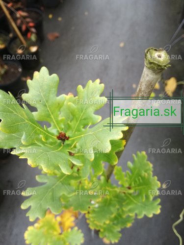 Oszlopos kocsányos tölgy Fastigiata Coster, Quercus robur, kont. C3, 30-40 cm