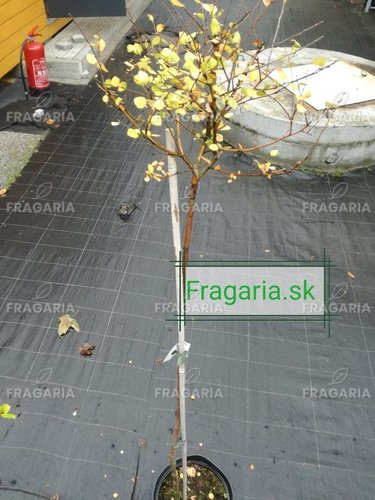 Közönséges nyírfa Aurea nana, Betula pendula, 80 - 100 cm, kont. 5I