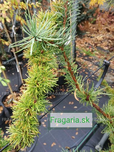 Európai vörösfenyő Krejčová Mutácia, Larix decidua, 30 cm, kont. 3l