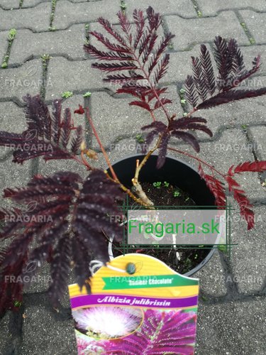 Selyemakác Summer Chocolate,  Albizia julibrissin, 25 - 45 cm, kont. 1l