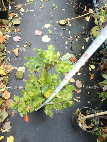 Közönséges bükk Rohan Obelisk, Fagus sylvatica 50 - 70 cm, kont. 3l