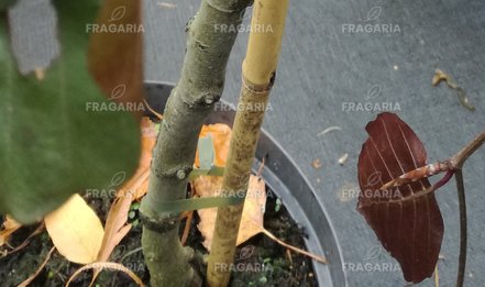 Közönséges bükk Purpurea Pendula,Fagus sylvatica 80 cm, kont. 3l