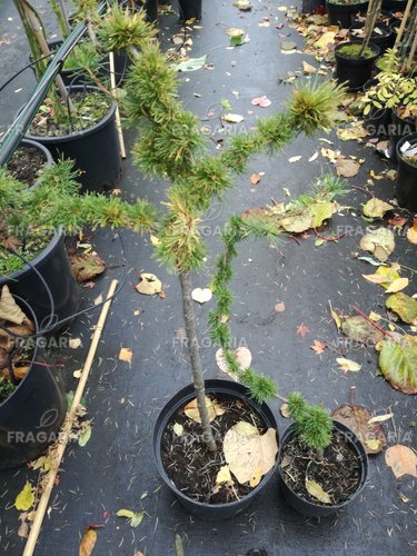 Európai vörösfenyő Krejčová Mutácia, Larix decidua, 30 cm, kont. 3l
