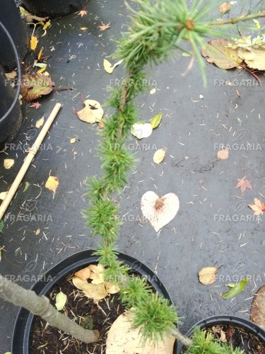 Európai vörösfenyő Krejčová Mutácia, Larix decidua, 30 cm, kont. 3l