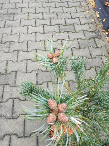 Japán selyemfenyő Tempelhof, Pinus parviflora, kont. C7 , 60-70 cm