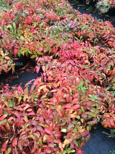 Japán szamócamálna Rubus illecebrosus, kont. 1l