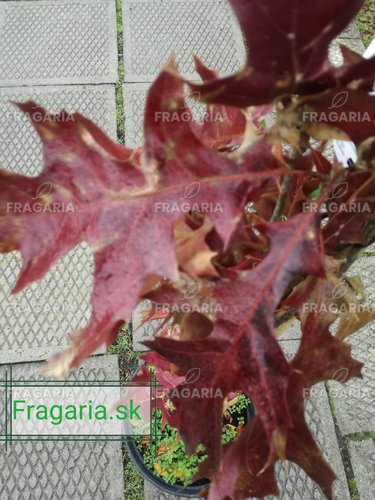 Oszlopos mocsári tölgy Green Pillar, Quercus palustris 170 - 180 cm, kont. 10I