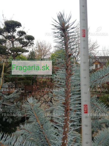 Ezüstfenyő Edith, Picea pungens, 140 - 150 cm, kont. 20l