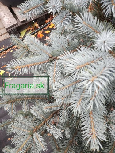 Ezüstfenyő  SBS , Picea pungens 15 - 20 cm, kont. 3l