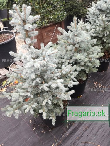 Ezüstfenyő  SBS , Picea pungens 15 - 20 cm, kont. 3l
