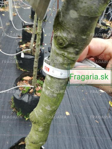 Közönséges bükk Purpurea Pendula,Fagus sylvatica 190 - 230 cm,  kont. 27l