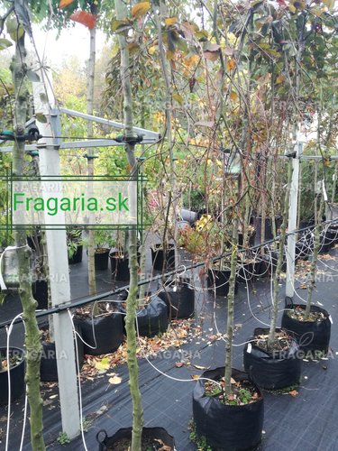 Közönséges bükk Purpurea Pendula,Fagus sylvatica 190 - 230 cm,  kont. 27l
