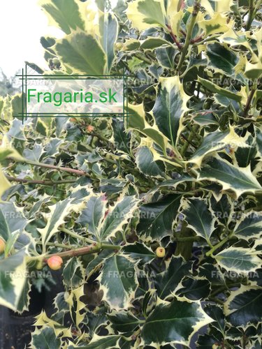 Közönséges Magyal  Argenteomarginata,  Ilex aquifolium , kont. 20 l, 170 – 190 cm