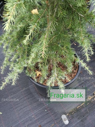 Himalájai Cédrus Golden Cascade, Cedrus deodara, 170 – 200 cm, kont. 20l