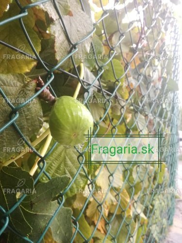 Közönséges füge Brown Turkey, Ficus Carica, 130 – 180 cm, kont. 5l