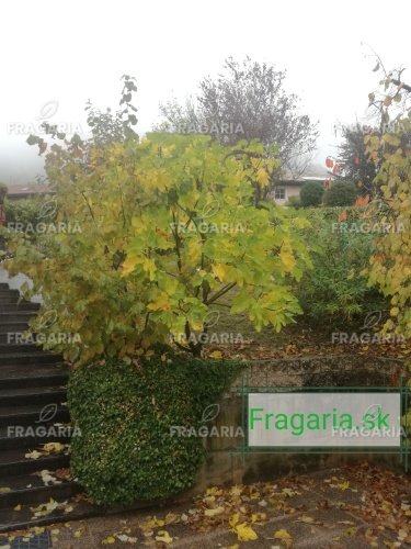 Közönséges füge Brown Turkey, Ficus Carica, 130 – 180 cm, kont. 5l
